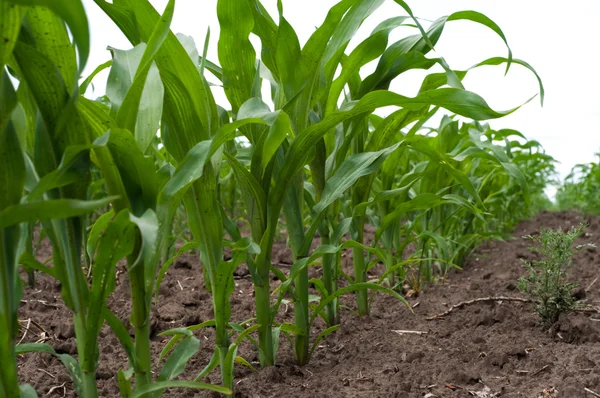 Zöld kukoricamező — Stock Fotó