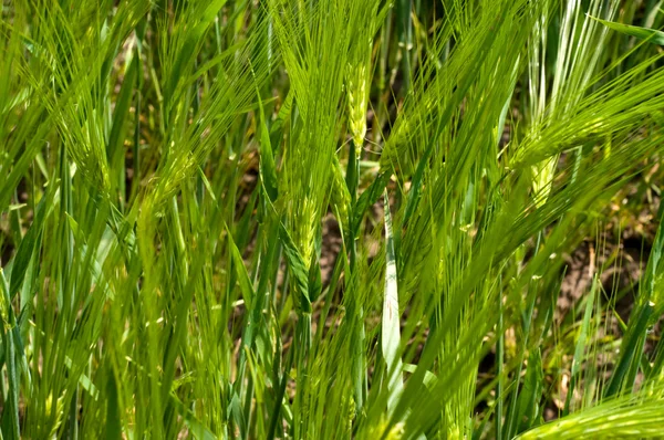 푸른 밀밭 — 스톡 사진