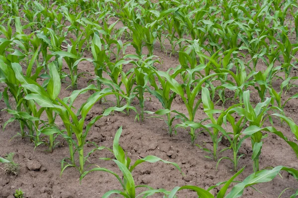 Зеленое поле кукурузы — стоковое фото