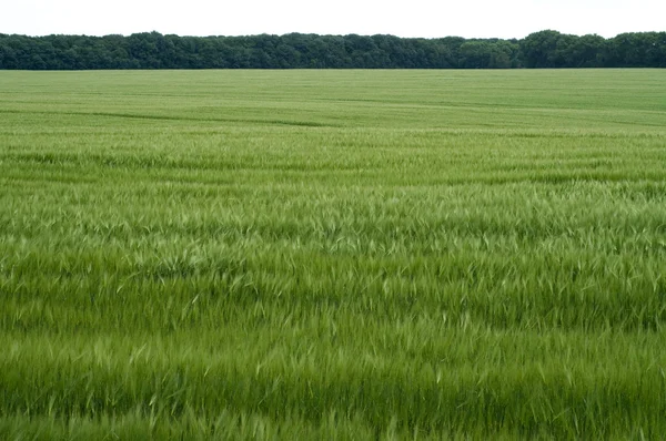 Зелений пшенична сфера — стокове фото