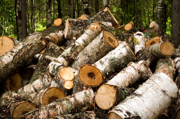 木材を切り捨てる — ストック写真
