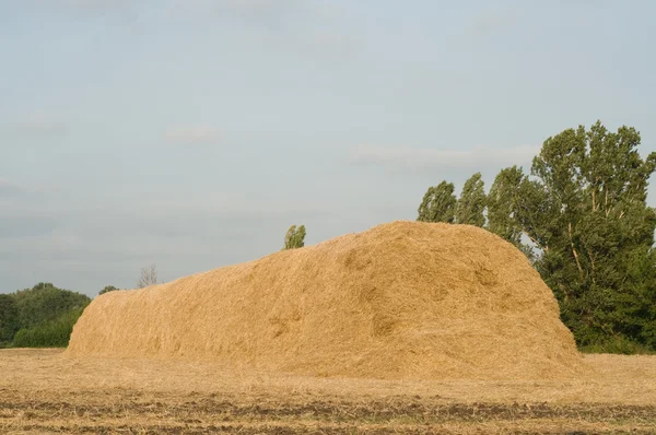 Haystack on the meadow — Stock Photo, Image