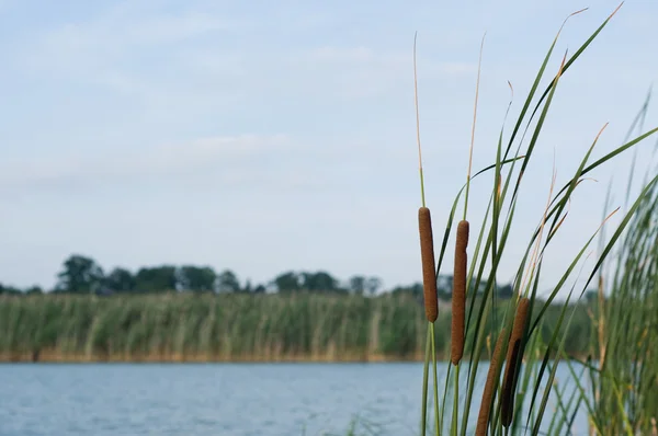 Reed e rio — Fotografia de Stock