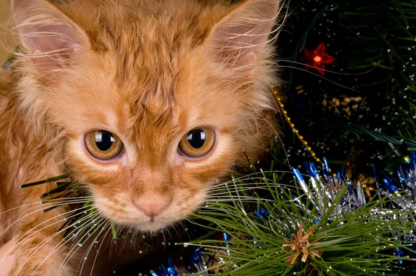 Gatito y árbol de Navidad — Foto de Stock