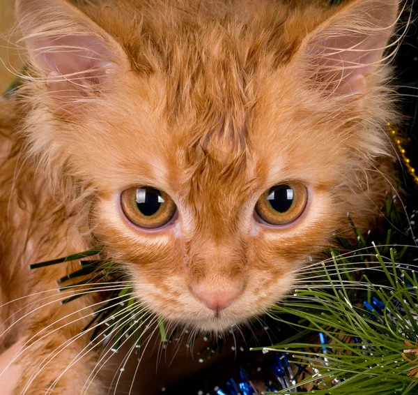 Kitten and christmas tree — Stock Photo, Image