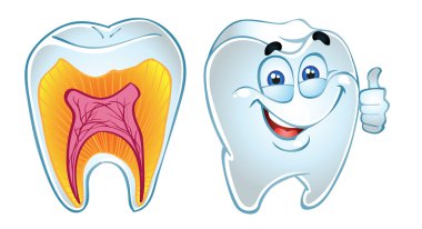 Tooth smiling and in section clipart