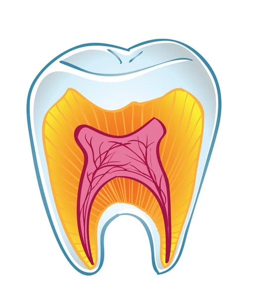 Зуб на розділ — стоковий вектор