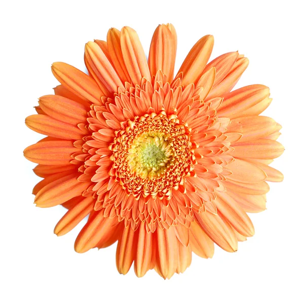 Gerbera.