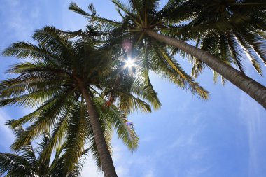 COCONUT TREES ON BEACH clipart