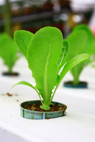 Hydroponisk beplantning - Stock-foto