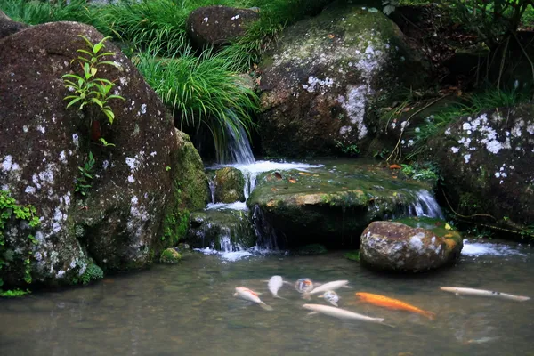 Japon çay bahçesi - şelale ve koi