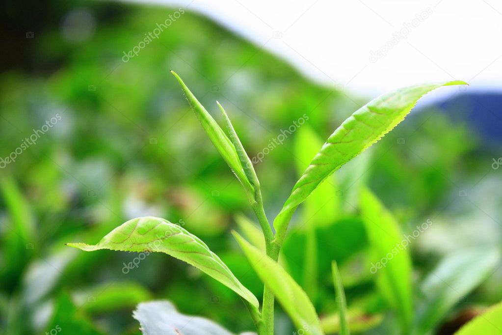 YOUNG TEA LEAVES IN CAMERON HIGHLANDS