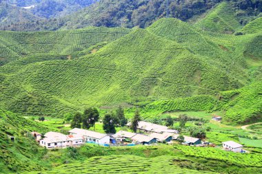 çay çiftlik Vadisi cameron Highlands