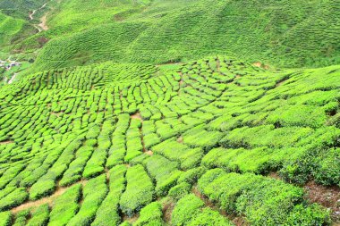 çay çiftlik Vadisi cameron Highlands