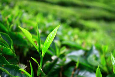 cameron highlands için yapılan genç çay yaprakları