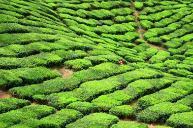 çay çiftlik Vadisi cameron Highlands