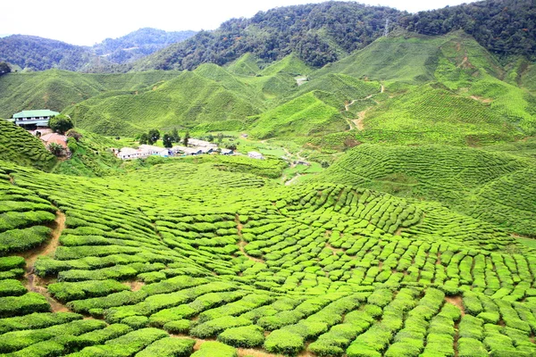 stock image TEA FARM VALLEY IN CAMERON HIGHLANDS