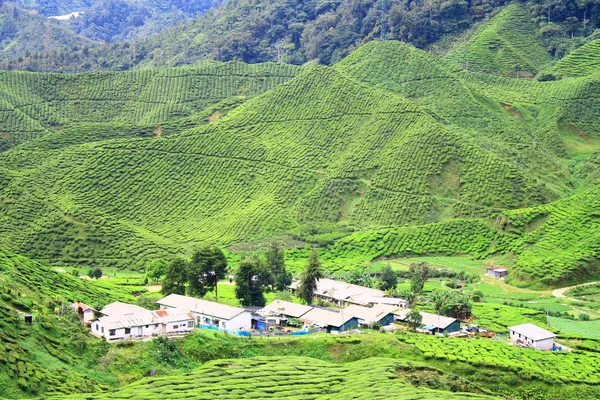 Tal der Teefarm im Hochland von Kamerun — Stockfoto