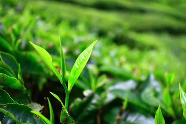 Молодий чайного листя в Cameron нагір'я — стокове фото