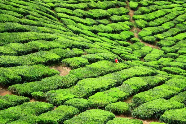 Tal der Teefarm im Hochland von Kamerun — Stockfoto