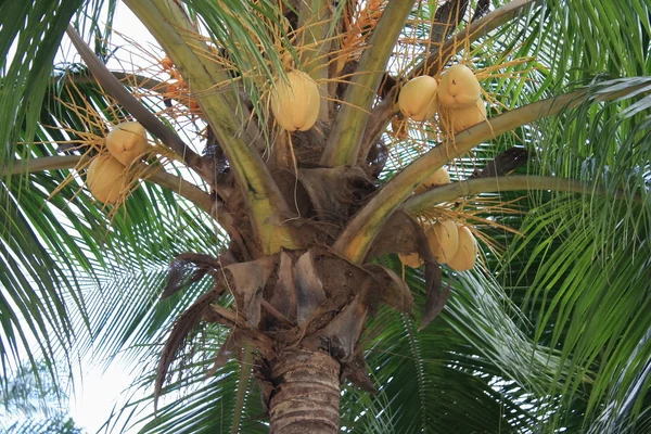 Stock image Coconut Trees