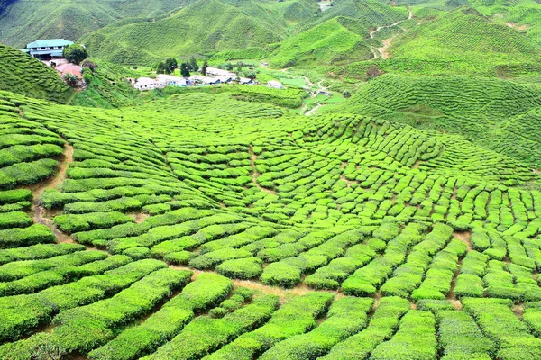 Herbata valley farm w cameron highlands — Zdjęcie stockowe