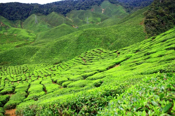 stock image TEA FARM VALLEY IN CAMERON HIGHLANDS