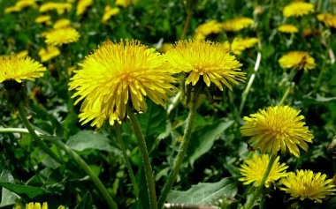 Sarı dandellions