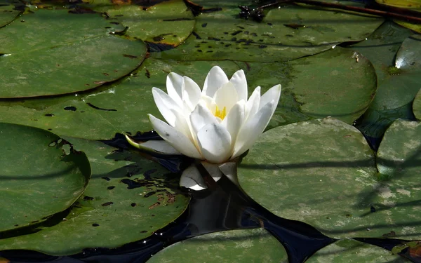 Waterlilly in the pond — Stock Photo, Image