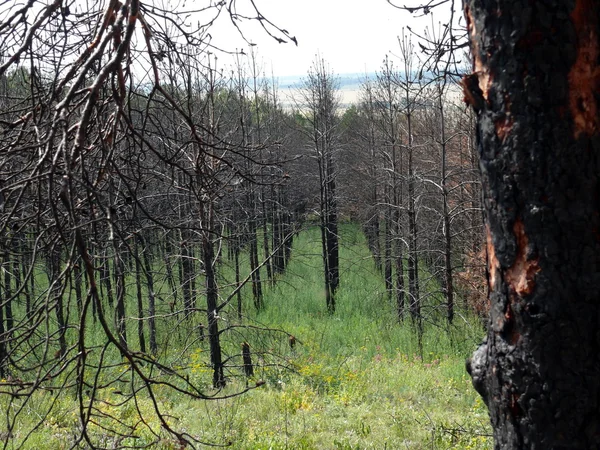 stock image Rows of the black burnt trees