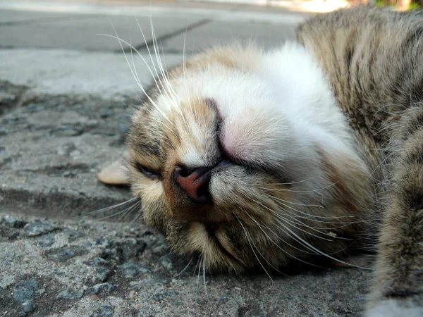 Gülümseyen bir kedi — Stok fotoğraf