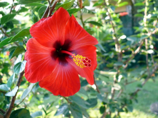 stock image Hibiscus