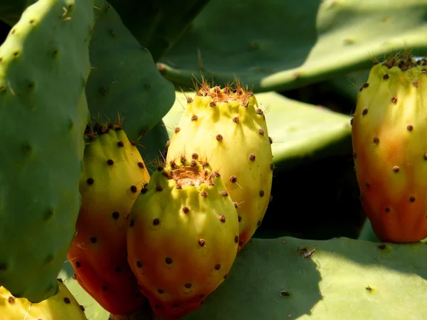 Owoce kaktusów — Zdjęcie stockowe
