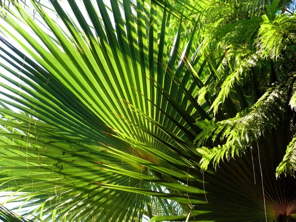 stock image Palm leaves