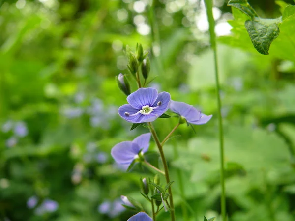 Блакитна квітка на зеленому фоні — стокове фото