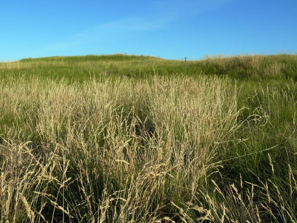 stock image Sunny day in the field