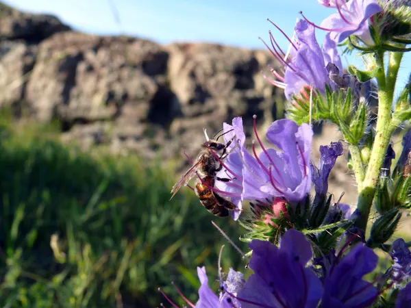 stock image Bee (Apis mellifera) on a flower