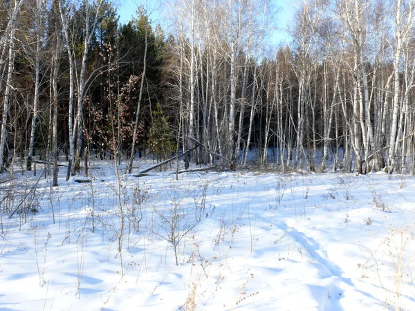 stock image Winter landscape