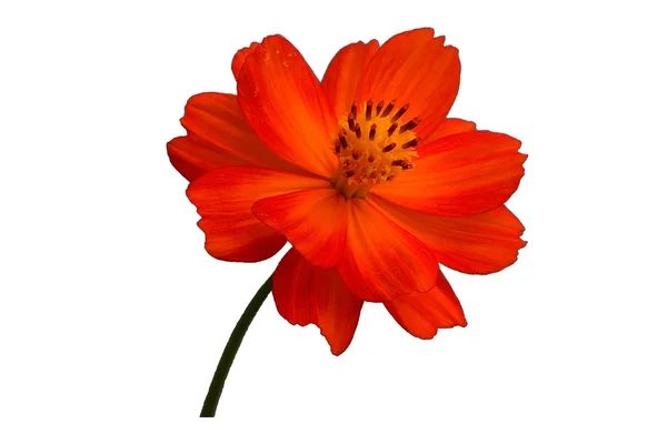 stock image Red flower