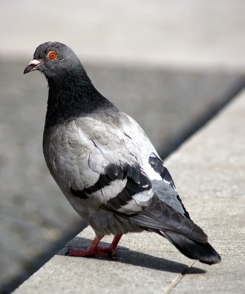 Grey pigeon — Stock Photo, Image