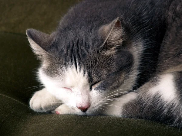 stock image Sleeping cat