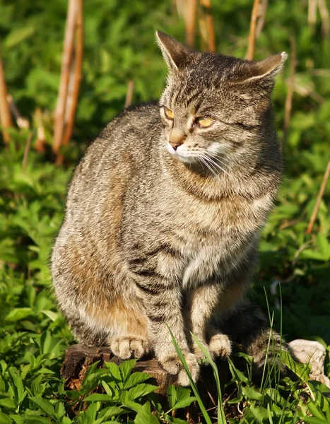 stock image Cat