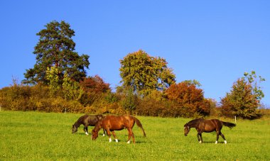 Horses clipart