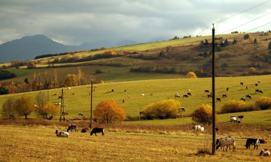 Meadow with cows clipart