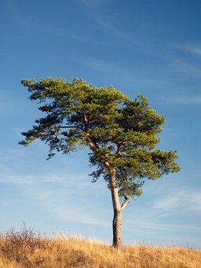 Lone tree clipart