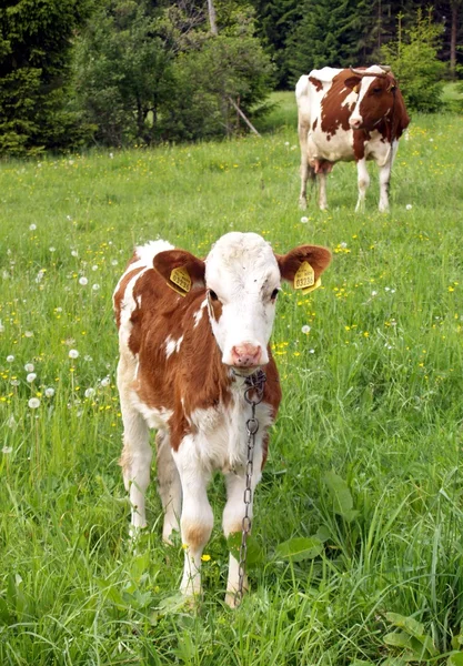母牛和小牛 — 图库照片