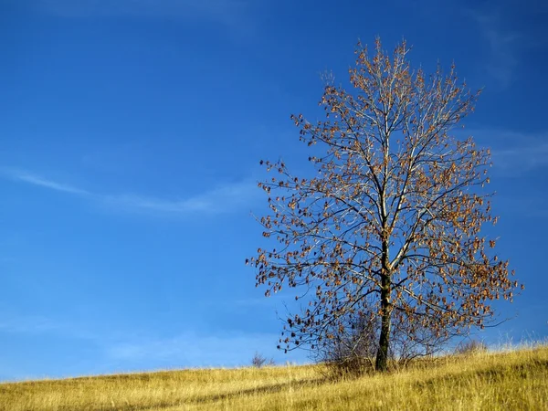 Ensam träd — Stockfoto