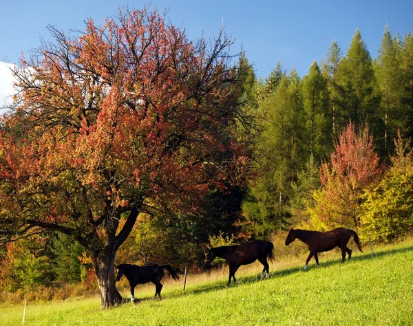 3 hästar och röd träd — Stockfoto