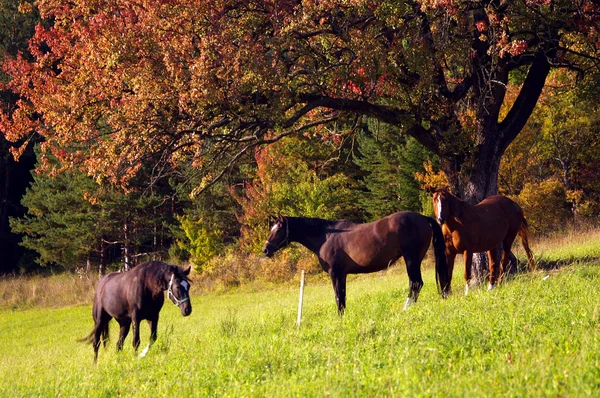3 лошади — стоковое фото
