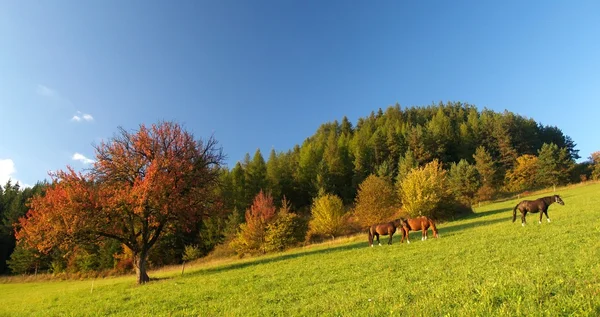 3 匹马和红色树 — 图库照片